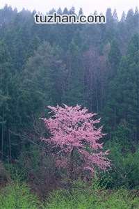 意大利球队在友谊赛中战胜德国：足球的艺术与激情
